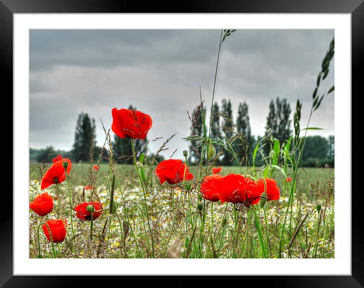 Poppies in rural Kent Framed Mounted Print by Graham Heath