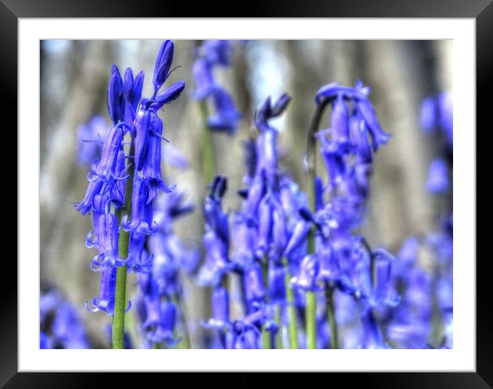 Bluebells at Challock Framed Mounted Print by Graham Heath