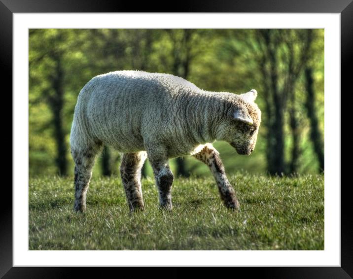 Lamb above Hastingleigh Framed Mounted Print by Graham Heath