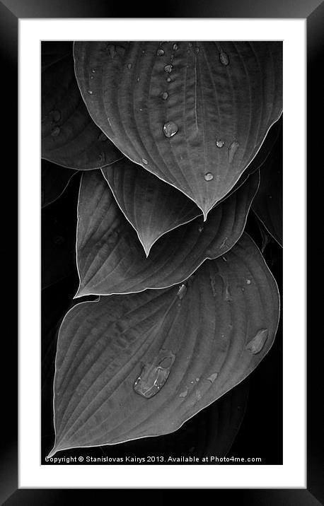 Foliage #1 Framed Mounted Print by Stanislovas Kairys