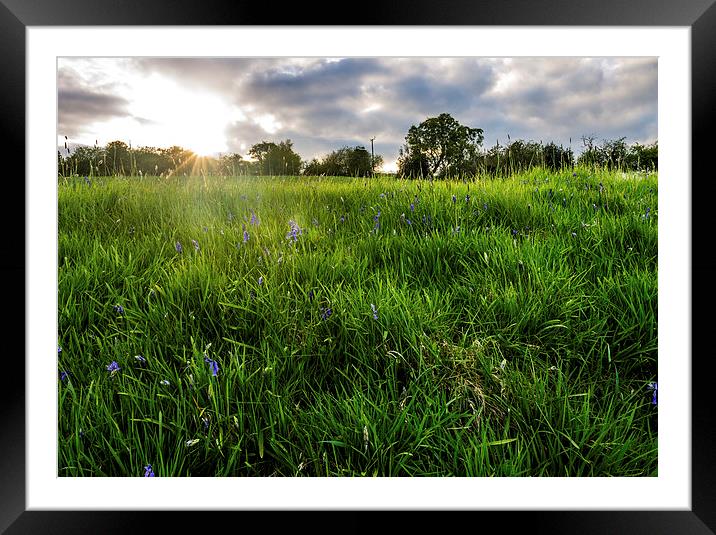 The green green grass. Framed Mounted Print by Laura Kenny