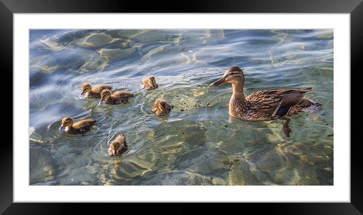 Ducklings Framed Mounted Print by Laura Kenny