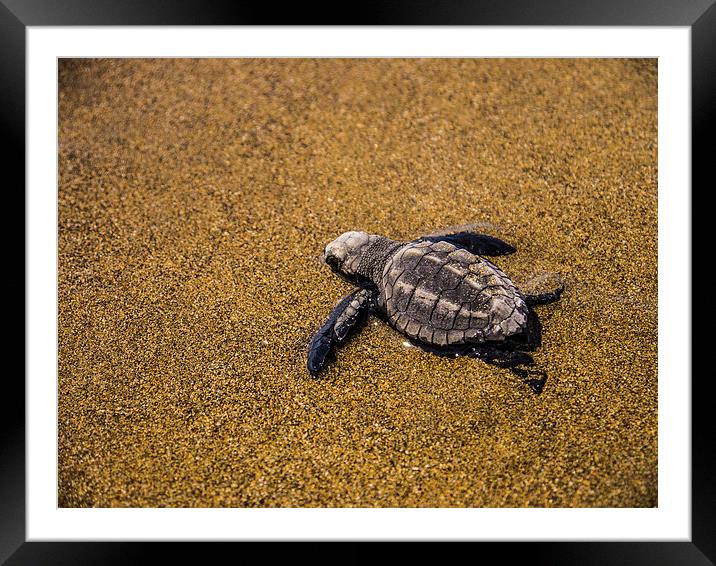  Sea Turtle Hatchling Framed Mounted Print by Laura Kenny
