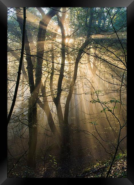  Misty woodland Framed Print by Laura Kenny