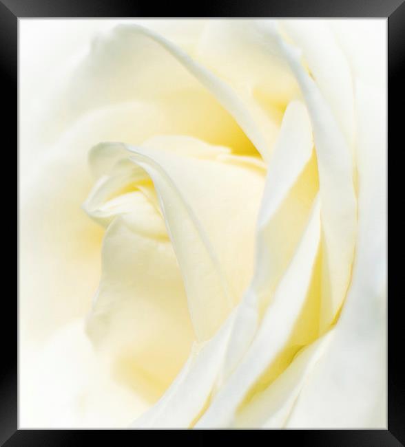  White Rose Framed Print by Laura Kenny