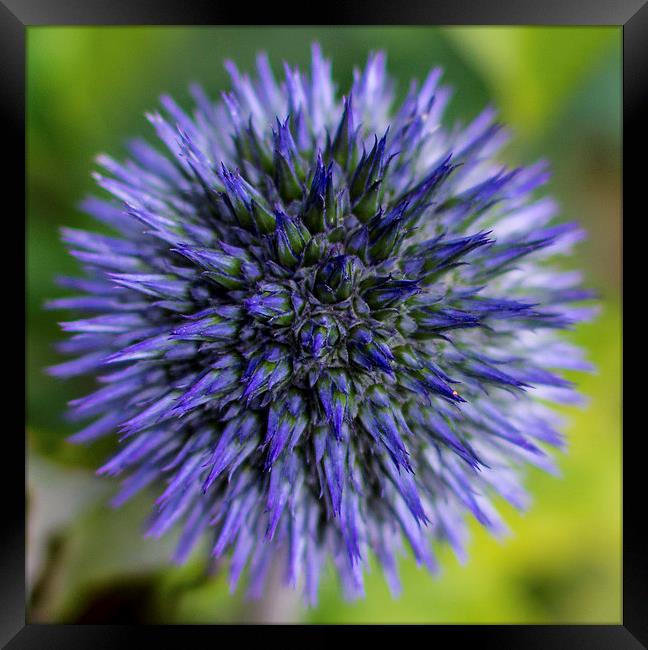  Globe Thistle Framed Print by Laura Kenny