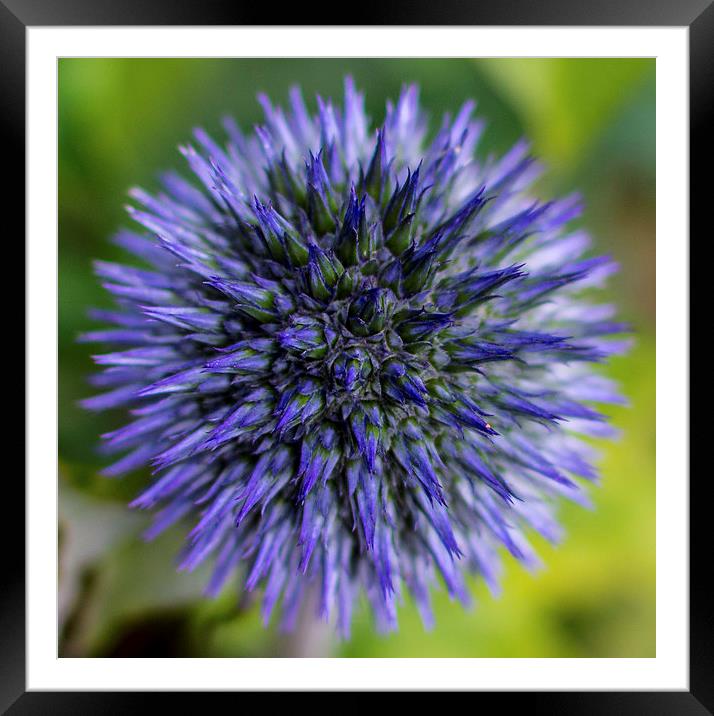  Globe Thistle Framed Mounted Print by Laura Kenny