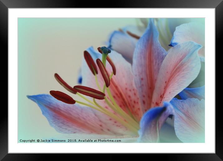 Asiatic Lily Framed Mounted Print by Jackie Simmons