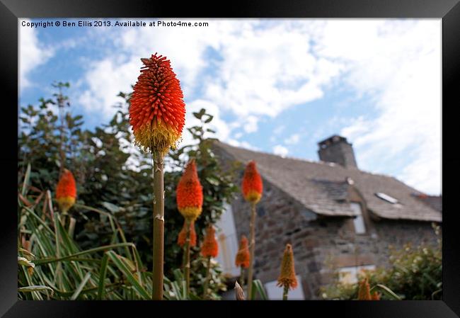 Flower Framed Print by Ben Ellis