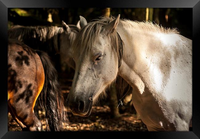 New Forest Ponies Framed Print by Peter McCormack