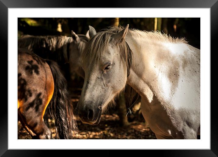 New Forest Ponies Framed Mounted Print by Peter McCormack