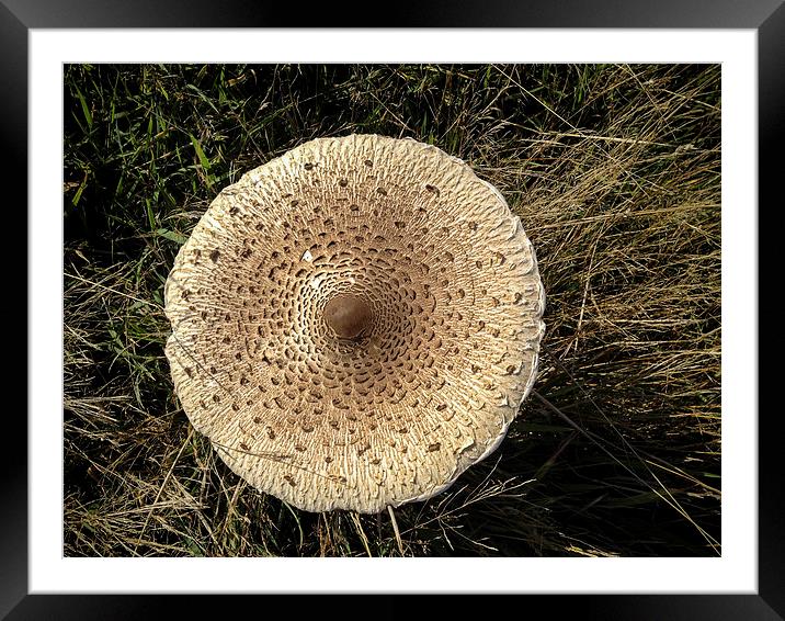 Nothing Special - Its A Mushroom Framed Mounted Print by Peter McCormack
