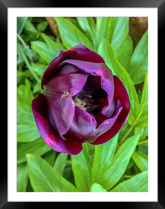 Tulip With Insect Framed Mounted Print by Peter McCormack