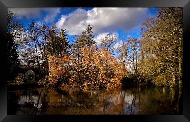 Tree fallen into pond Framed Print by Peter McCormack
