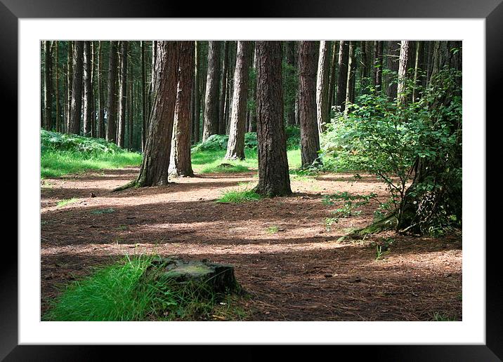 Woodland walk Framed Mounted Print by Kevin Jones