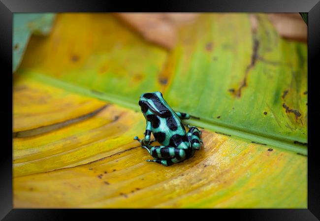 Green and Black Poison Dart Frog Framed Print by Anne Rodkin