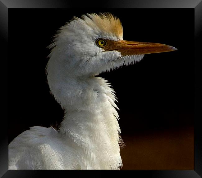 Cattle Egret Portrait Framed Print by Anne Rodkin