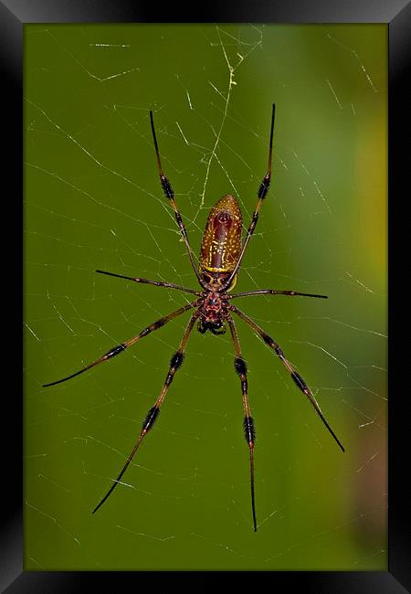 Golden Orb Spider Framed Print by Anne Rodkin