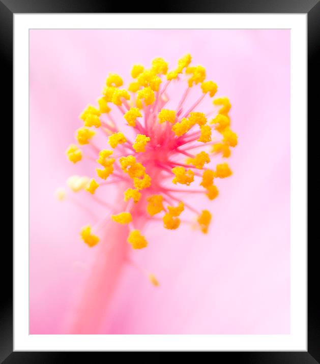 Hibiscus In Pink and Yellow Framed Mounted Print by Anne Rodkin