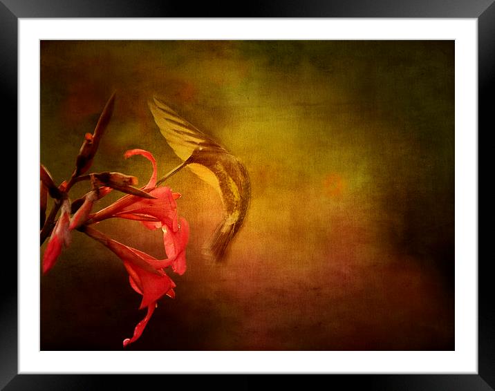Hummingbird Ballet Framed Mounted Print by Anne Rodkin