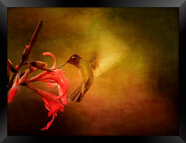 Wings In Motion Framed Print by Anne Rodkin