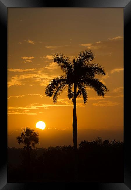 Sunrise in The Everglades Framed Print by Anne Rodkin