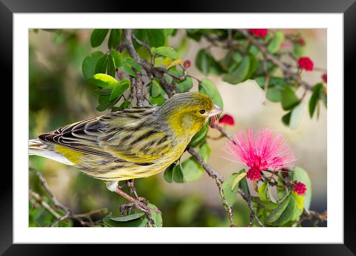 Stop and Smell The Flowers Framed Mounted Print by Anne Rodkin