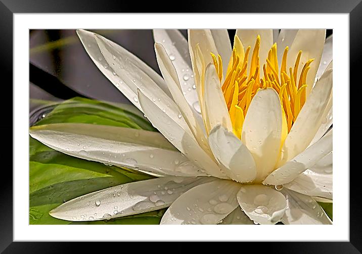 Droplets on Water Lily Framed Mounted Print by Anne Rodkin