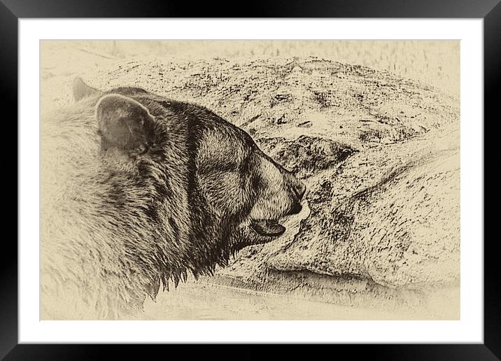 Black Bear Framed Mounted Print by Anne Rodkin