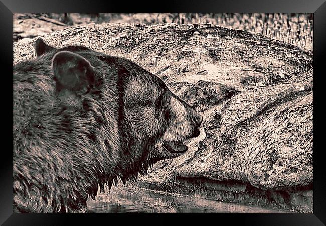 Black Bear Framed Print by Anne Rodkin