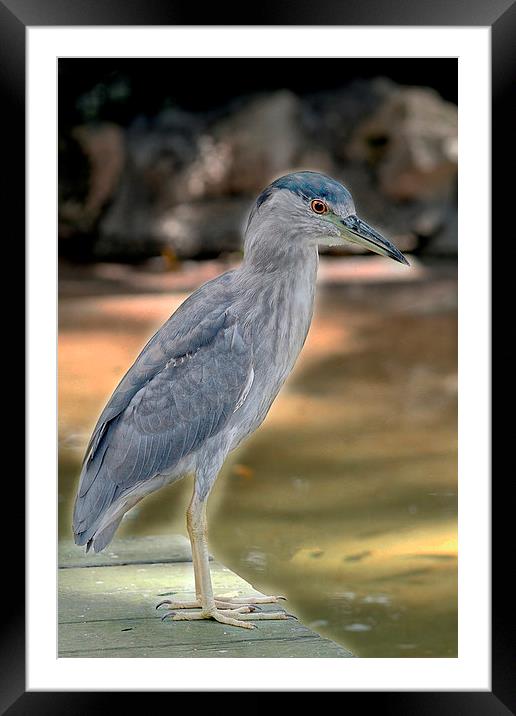 Juvenile Black Crowned Night Heron Framed Mounted Print by Anne Rodkin