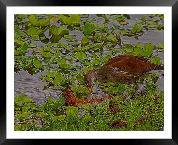 Juvenile Common Moorhen Framed Mounted Print by Anne Rodkin
