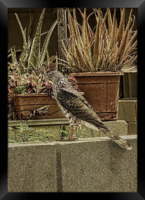 Coopers Hawk On Wall Framed Print by Anne Rodkin