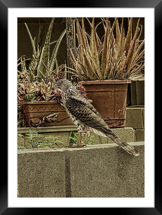 Coopers Hawk On Wall Framed Mounted Print by Anne Rodkin