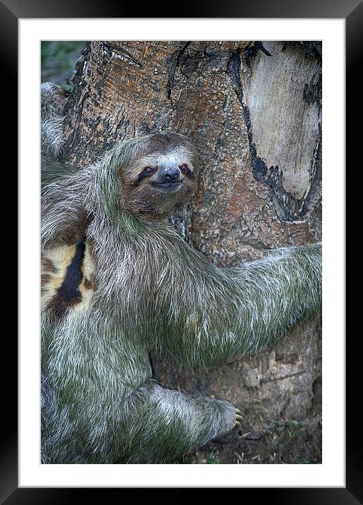 Three Toed Sloth Framed Mounted Print by Anne Rodkin