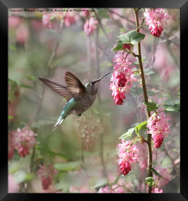 Hummingbird Heaven Framed Print by angie vogel