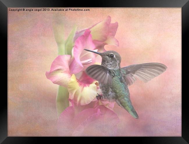 Hummingbirds Gladiola Framed Print by angie vogel