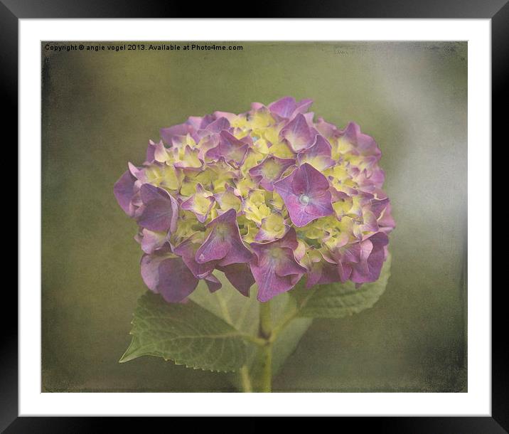 Vintage Hydrangea Framed Mounted Print by angie vogel