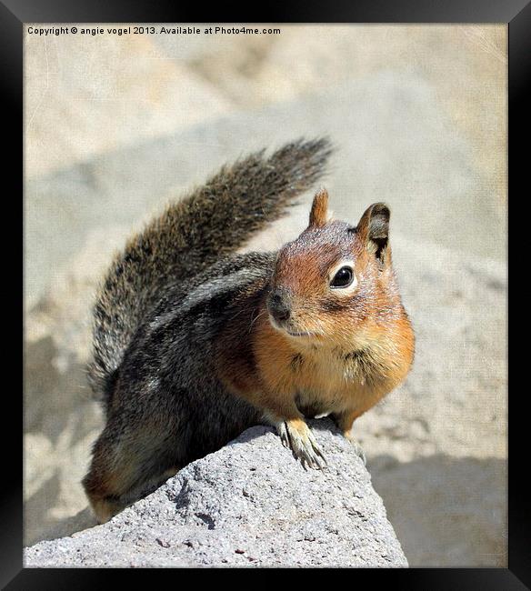 Curious Squirrel Framed Print by angie vogel