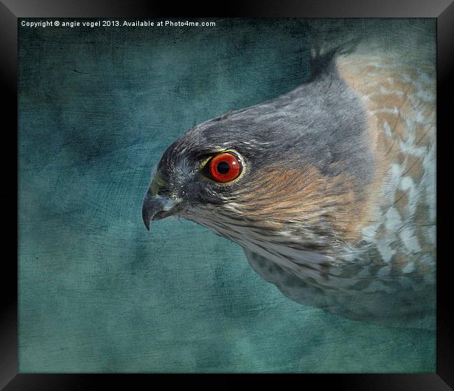 Sharp-Shinned Hawk Framed Print by angie vogel