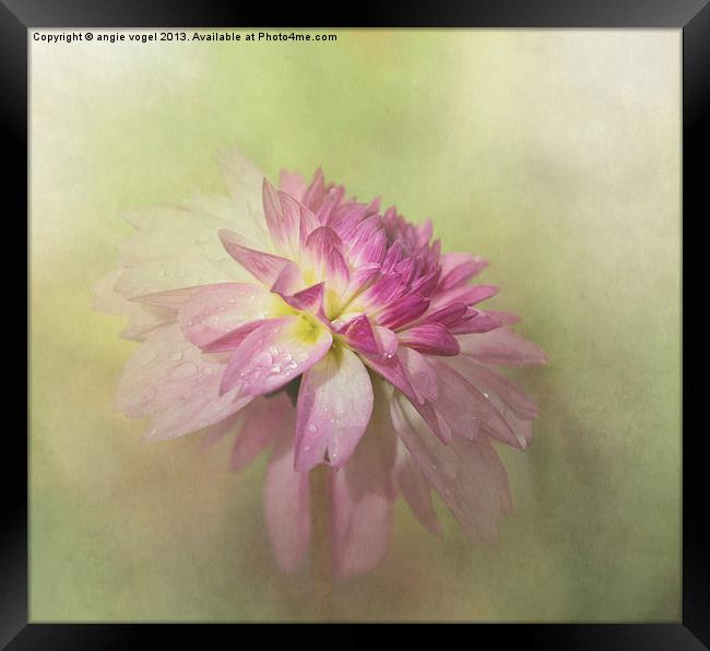 Dahlia Refreshed Framed Print by angie vogel