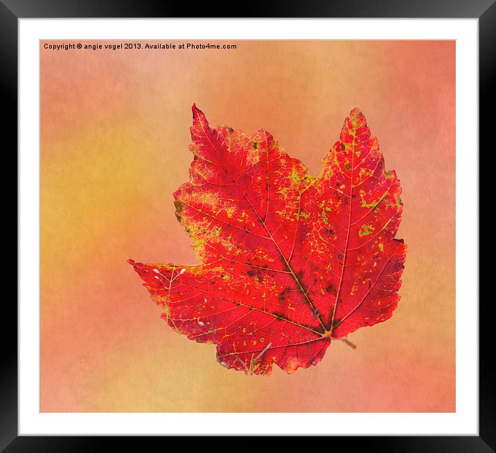 October Glory Framed Mounted Print by angie vogel