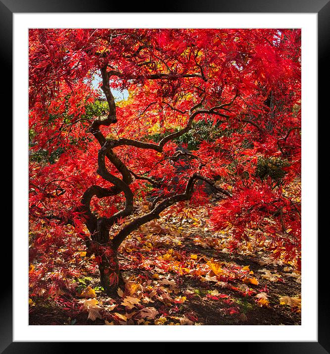 Blazing Japanese Maple Framed Mounted Print by angie vogel