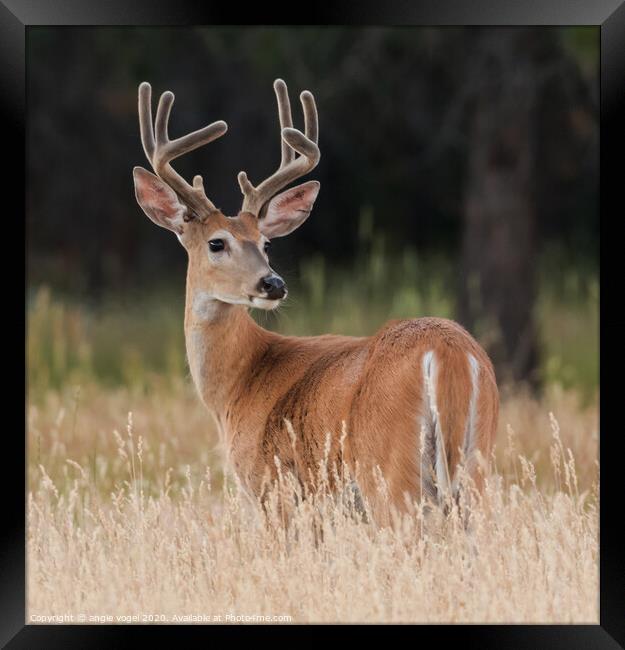 White Tail Buck Framed Print by angie vogel