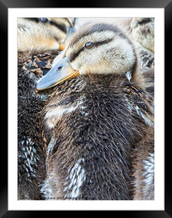 Mallard Ducklings, Madison, Wisconsin, USA 2  Framed Mounted Print by Steven Ralser