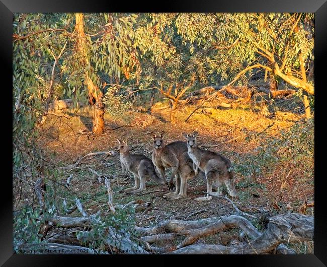 3 Kangaroos, Canberra, Austrlalia Framed Print by Steven Ralser