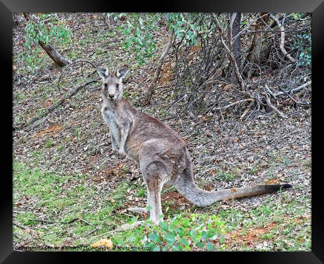 Kangaroo, Canberra, Austrlalia Framed Print by Steven Ralser