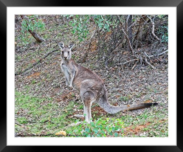 Kangaroo, Canberra, Austrlalia Framed Mounted Print by Steven Ralser