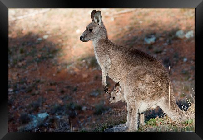 Kangaroo and joey Framed Print by Steven Ralser