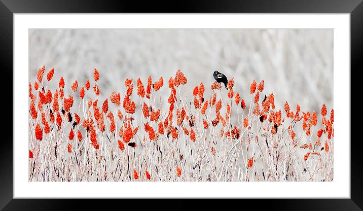 red-winged blackbird Framed Mounted Print by Steven Ralser